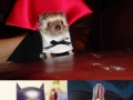 Pet costumes