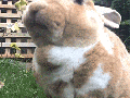 A bunny chewing