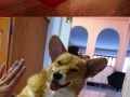 Corgis are the best