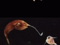 Mariana trench creatures