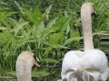 Animal family photos