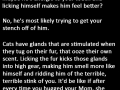 Cat behaviour