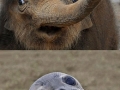 Astonished animals