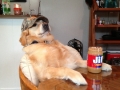 Redneck retriever