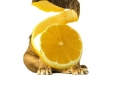 Animals photoshopped
