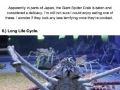 Giant Spider Crab