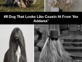 Dog lookalikes