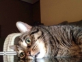 Existential Crisis Cat