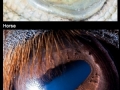 Eyes of animals