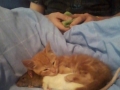 Cats in love with mice