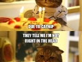 Melancholic Jail Cat