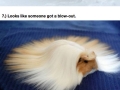 Animals with awesome hair