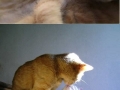 Cat lovers
