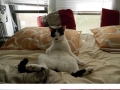 Cats being interrupted