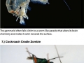 Zombies that really exist