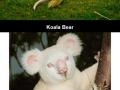 Albino animals