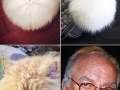 Cat lookalikes