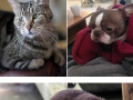 Sad animals
