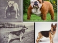 Dog breeds then and now