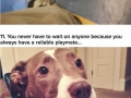 Be thankful for your dog