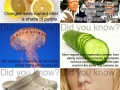Did you know?
