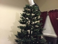Curious cats on xmas