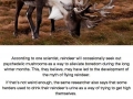 Facts about reindeer