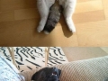 Sleepy animals