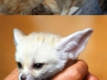 Fennec fox collection