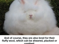 Angora rabbit