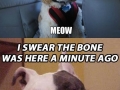 If dogs got high