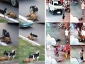 Humans vs Animals