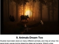 Facts about dreams
