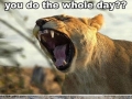 Lion, what will you do today?