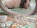 The panda life