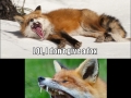 Look at all the fox I give