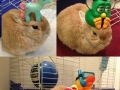 Vinnie, the balancing rabbit