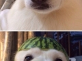 Melon collie and sour puss
