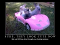 Watch out for the bunnies