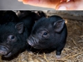 Miniature pigs