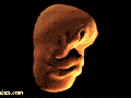 Evolution in the womb