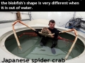 Strange animals