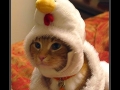 I'm a chikin