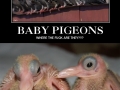 Baby Pigeons