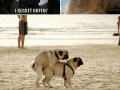 Pets having a good time