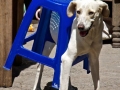 Pets and furniture