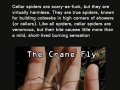 Spiders