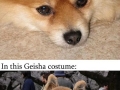 Pomeranians