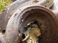Python devours croc