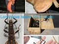 Rare animals